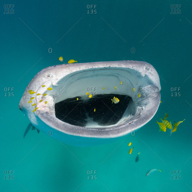A juvenile whale shark feeds while golden trevally surround him