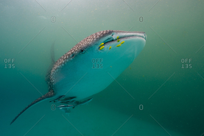 Juvenile whale shark and golden trevally