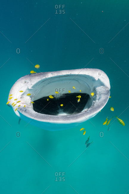 A juvenile whale shark feeds while golden trevally surround him