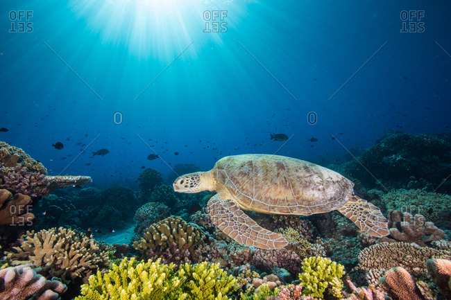A green sea turtle swims above a coral reef