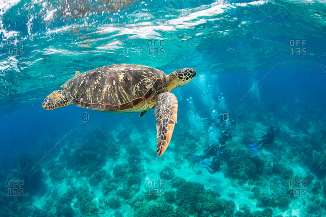 Green sea turtle with divers in the background