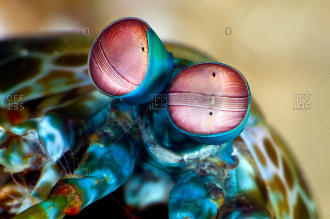 The eyes of a peacock mantis shrimp, their vision is some of the most complex known to science