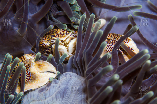Porcelain crab in anemone