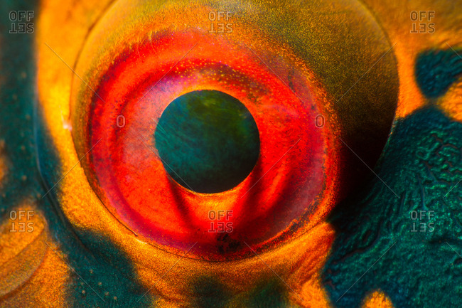 Close up of an a of a parrotfish eye
