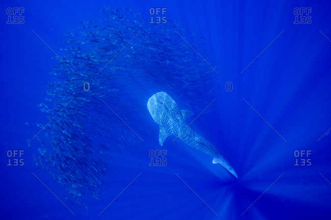 Whale shark swimming among a school of barracuda