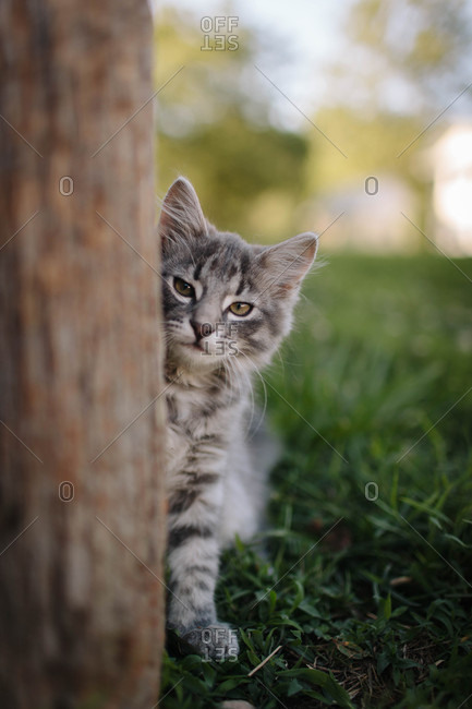 Sleepy gray kitten peering around a wooden post