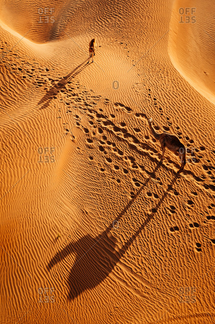 Dromedary camels, Camelus dromedarius, walking through sand dunes in the Arabian Desert.