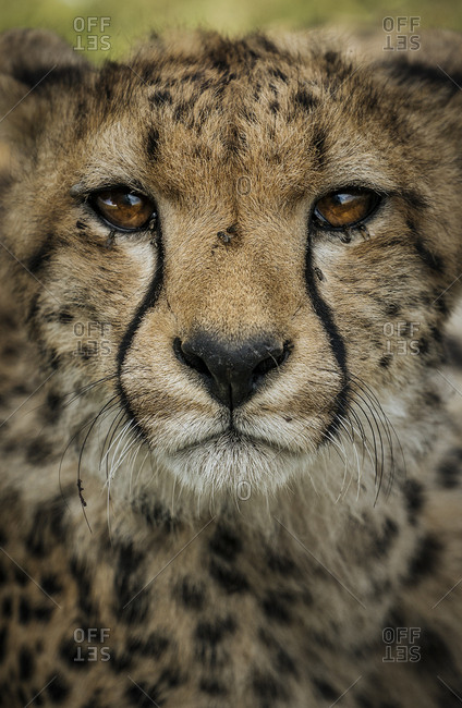 Cheetah face, Acinonyx jubatus, in Southern Serengeti. - Stock Image -  Everypixel