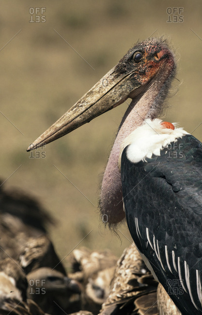 Marabou stork, Leptoptilos crumenifer, fight over animal carcass in Southern Serengeti.