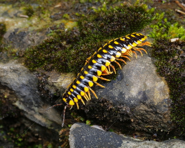 A Yellow-Spotted Millipede, Anoplodesmus species, crawling.
