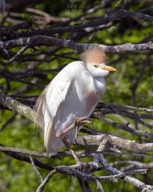The cattle egret, Bubulcus ibis, in breeding plumage at a rookery.
