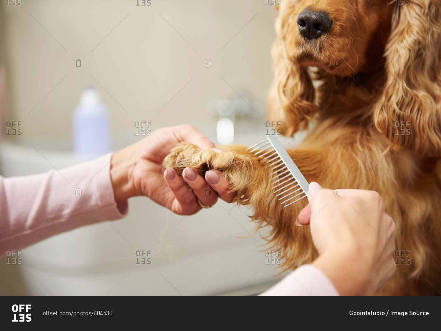 Hands of female groomer combing cocker spaniel\'s paw at dog grooming salon