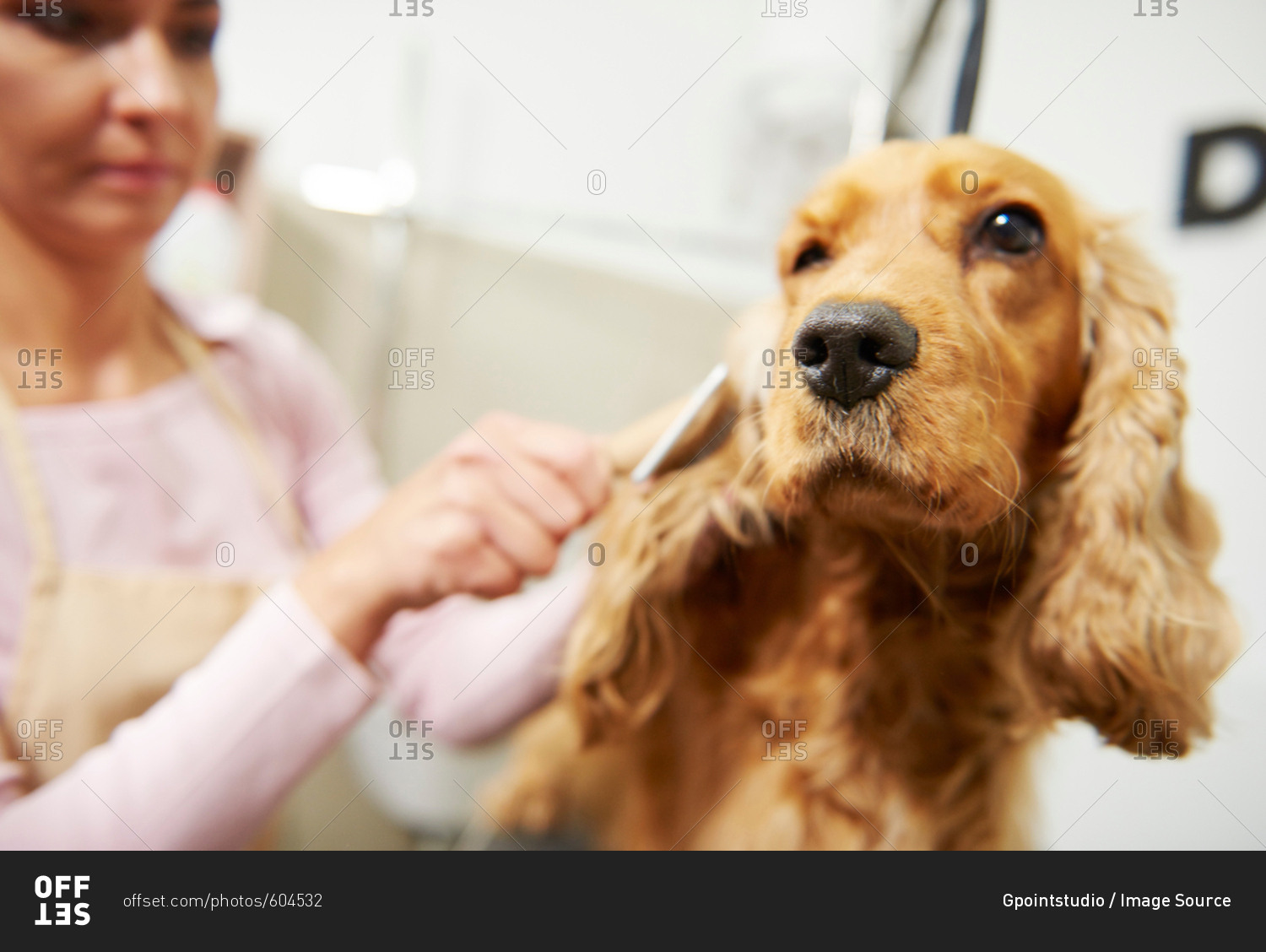 Female groomer brushing cocker spaniel at dog grooming salon