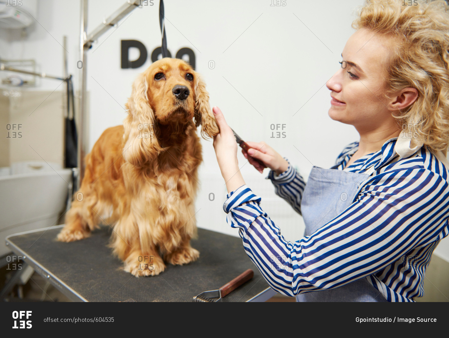Female groomer brushing cocker spaniel\'s ears at dog grooming salon
