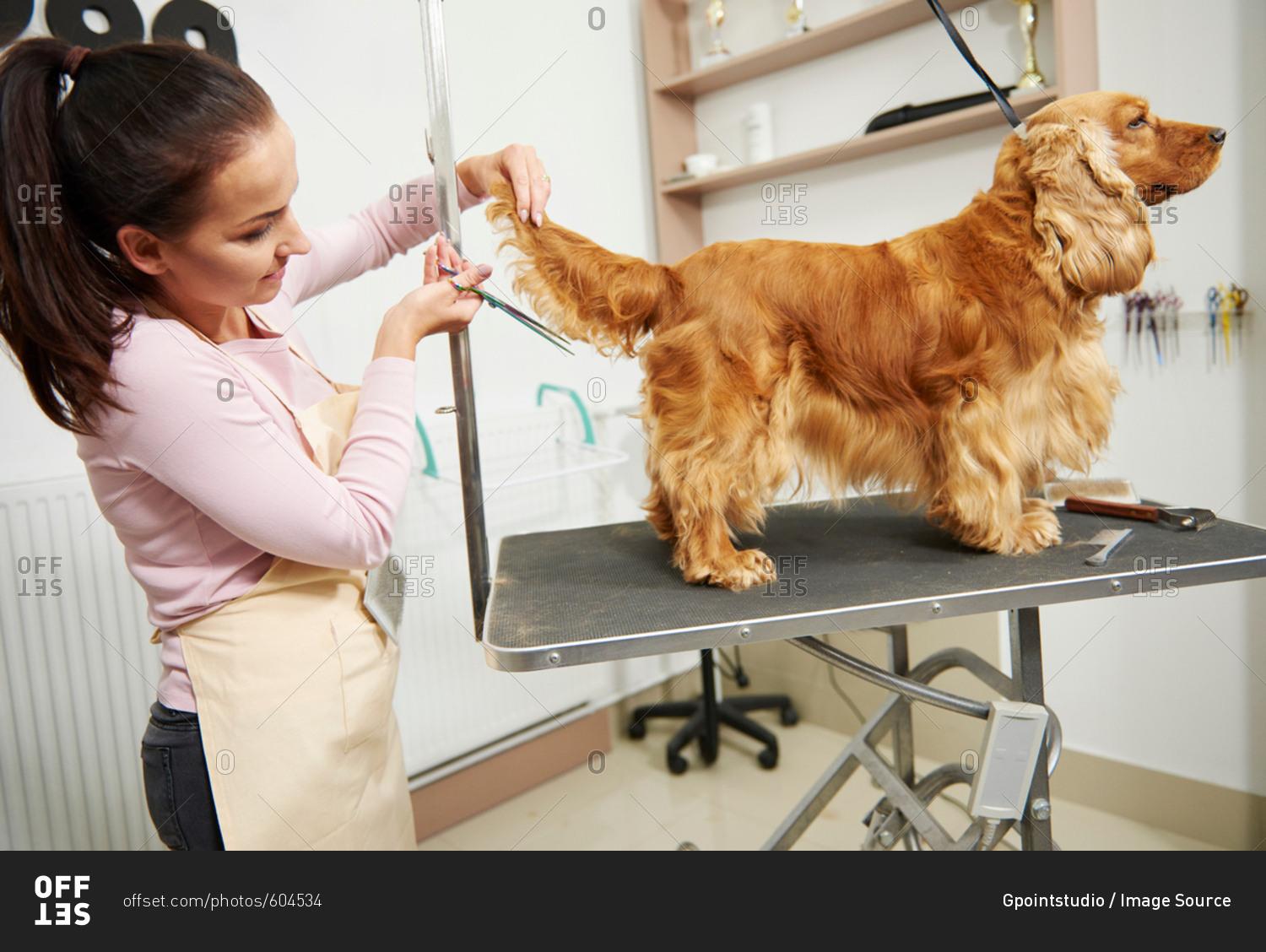 Female groomer trimming cocker spaniel's tail at dog grooming salon