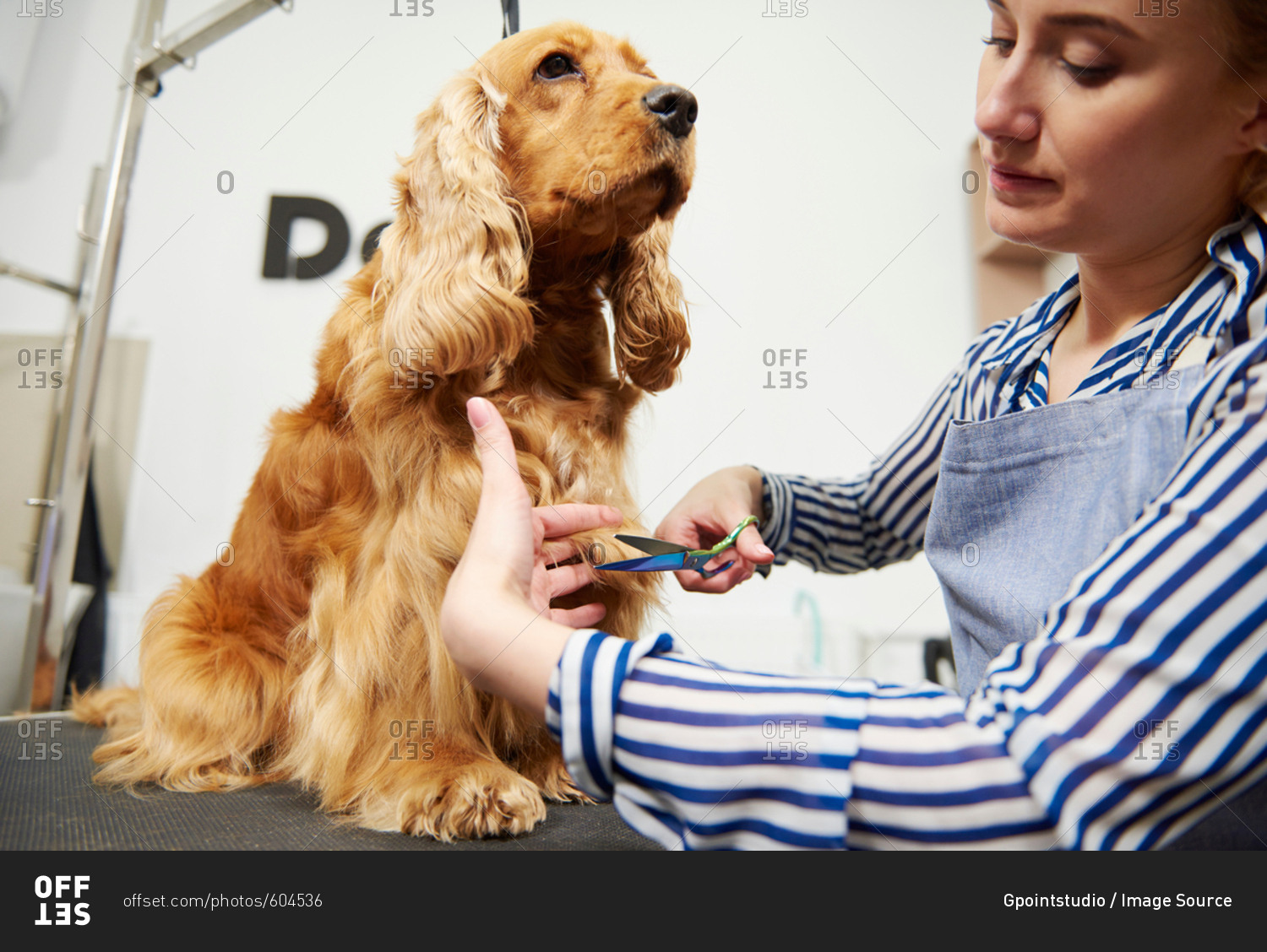 Female groomer trimming cocker spaniel at dog grooming salon