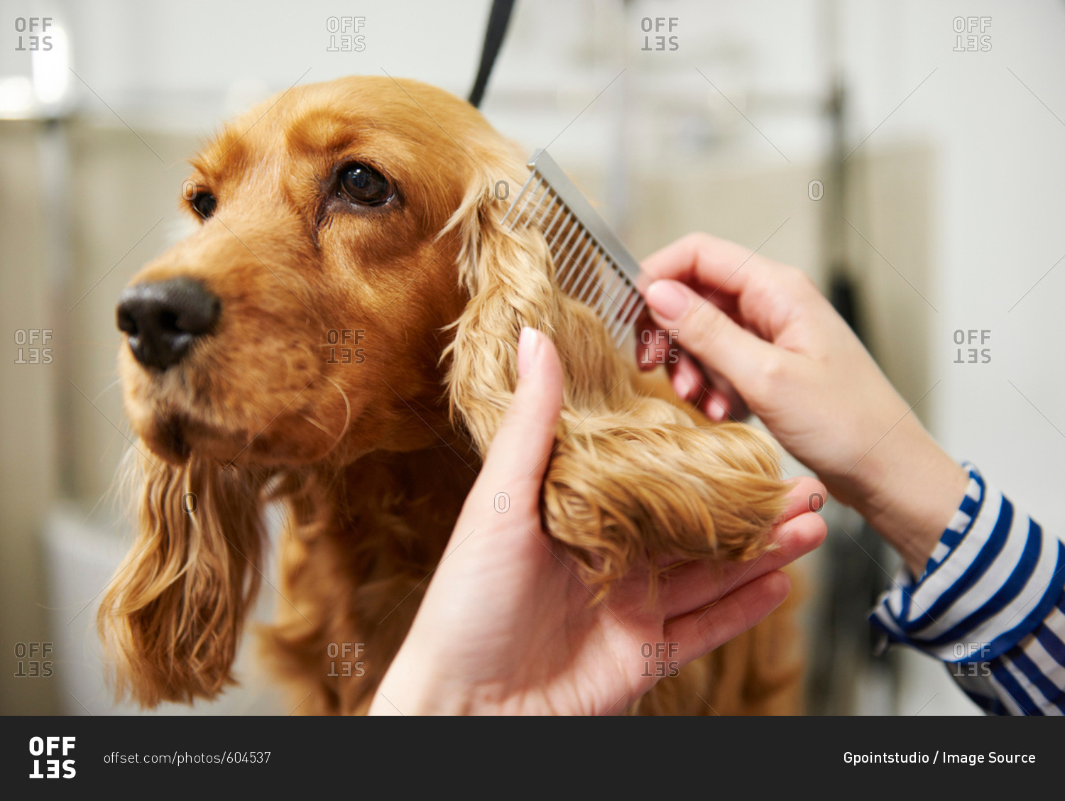 Hands of female groomer combing cocker spaniel\'s ear at dog grooming salon