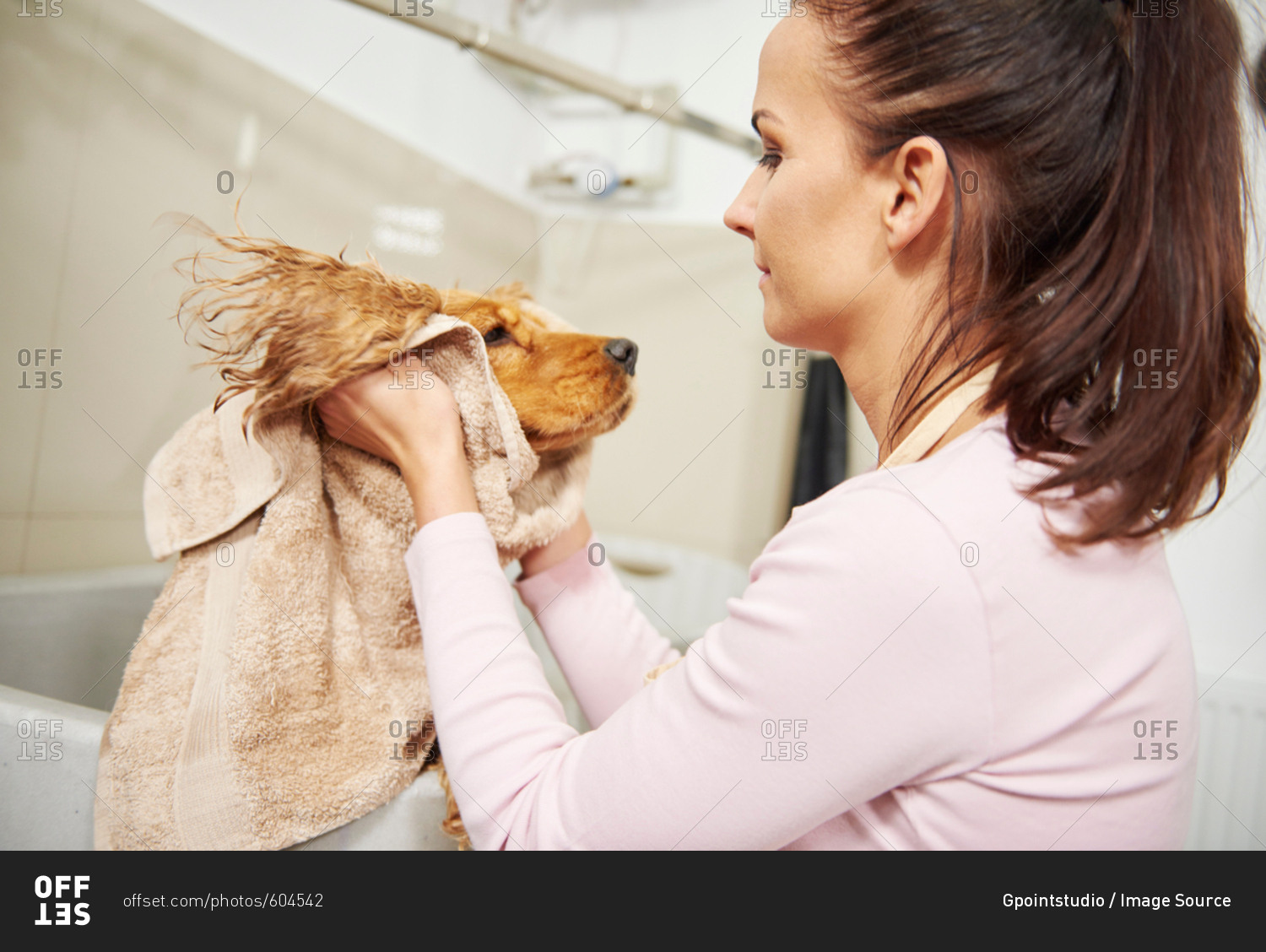 Female groomer towel drying head of cocker spaniel at dog grooming salon