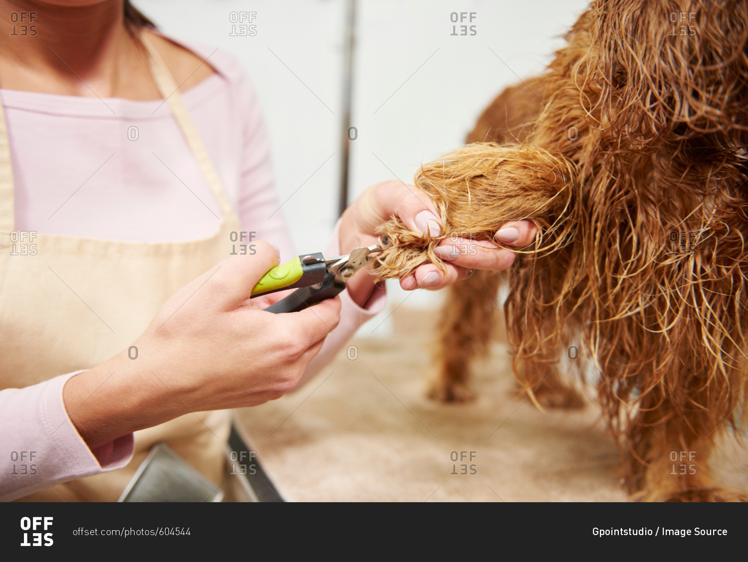 Hand of female groomer clipping nails of cocker spaniel at dog grooming salon