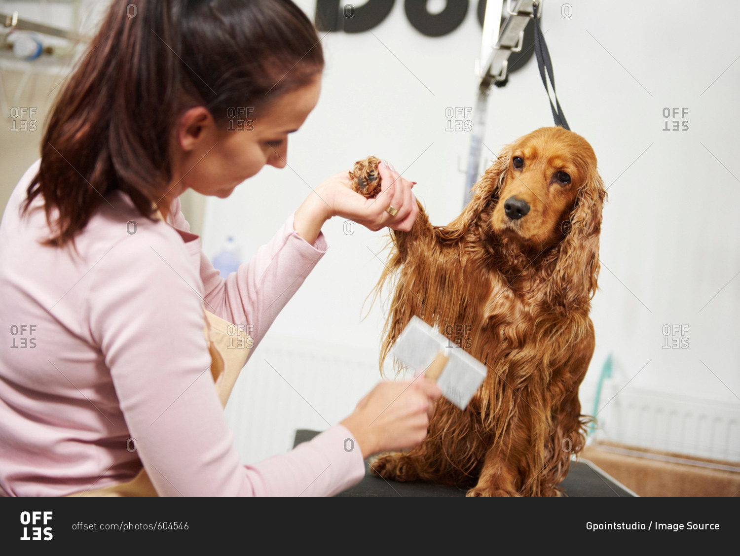 Female groomer combing wet cocker spaniel at dog grooming salon