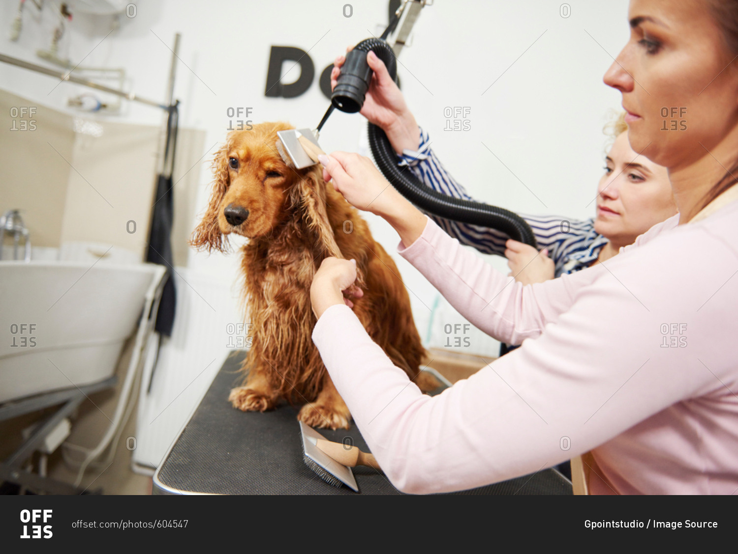 Female groomers blow drying cocker spaniel at dog grooming salon