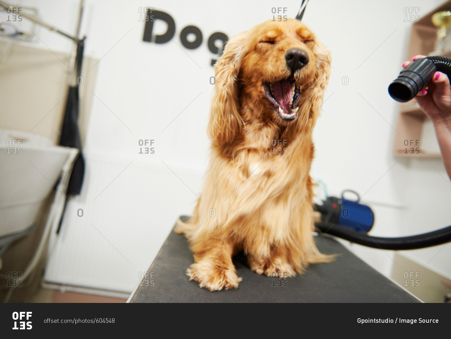 Cocker spaniel with eyes closed during blow dry at dog grooming salon