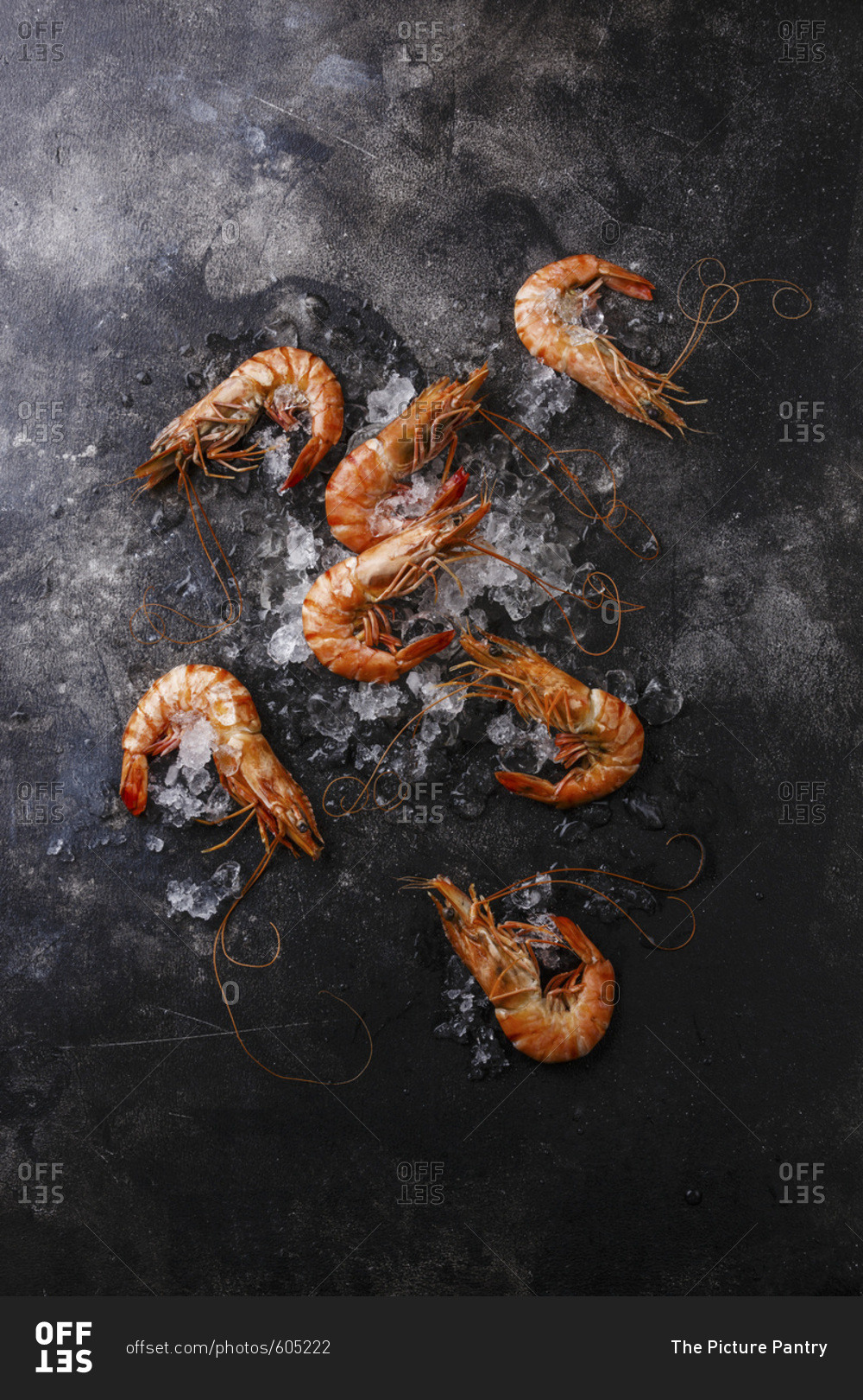 Boiled pink Tiger Prawn Shrimp on ice on black background copy space