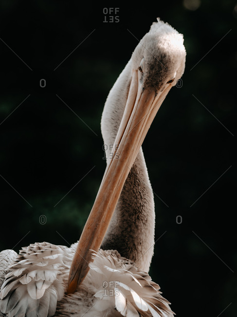 Close-up of a Pelican cleaning it's feathers
