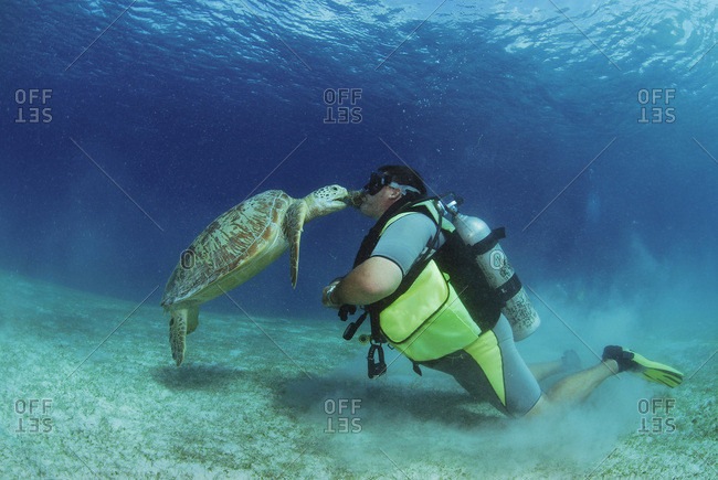 Philippines- scuba diver with green turtle- underwater view