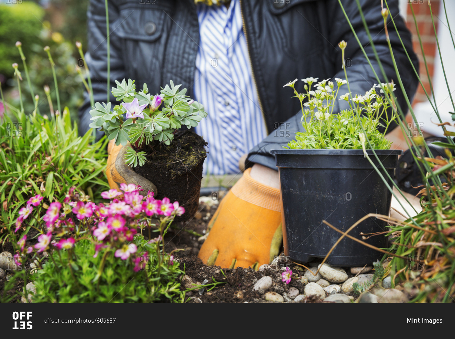 Close up of person wearing gardening gloves planting flower in a flower bed