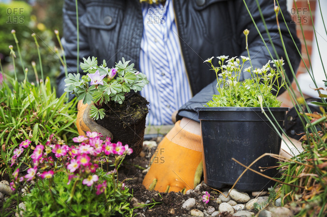 Close up of person wearing gardening gloves planting flower in a flower bed