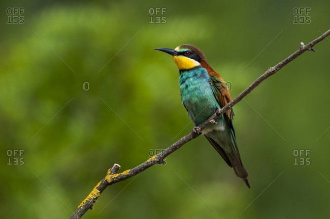 Colorful bird perched on tree branch