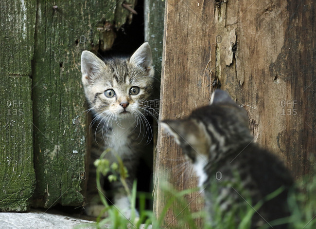 Two tabby kittens- Felis silvestris catus- face to face