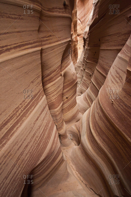 Zebra Slot