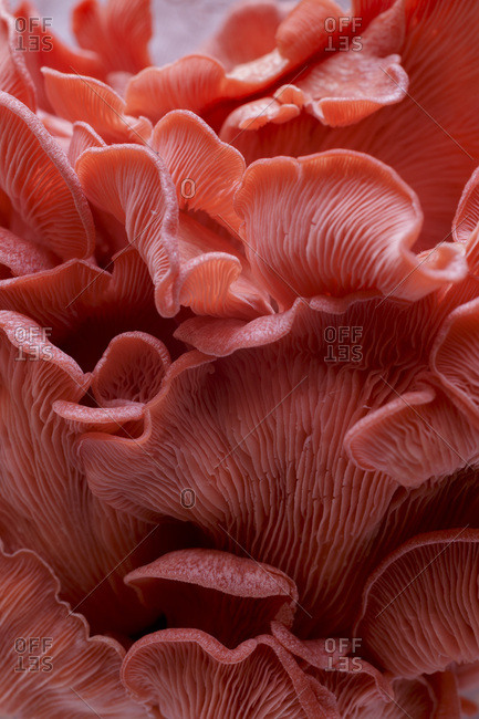 Pink Oyster Mushroom - Offset Collection