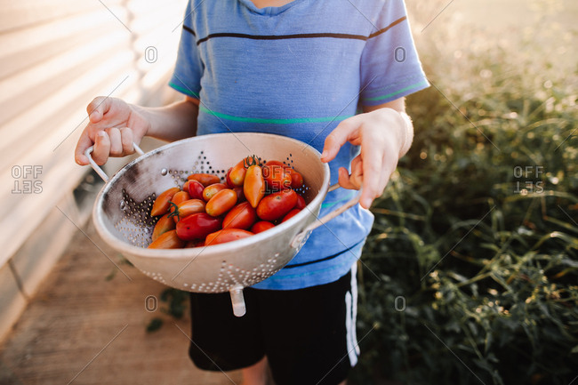 A boy picking tomatoes in a garden