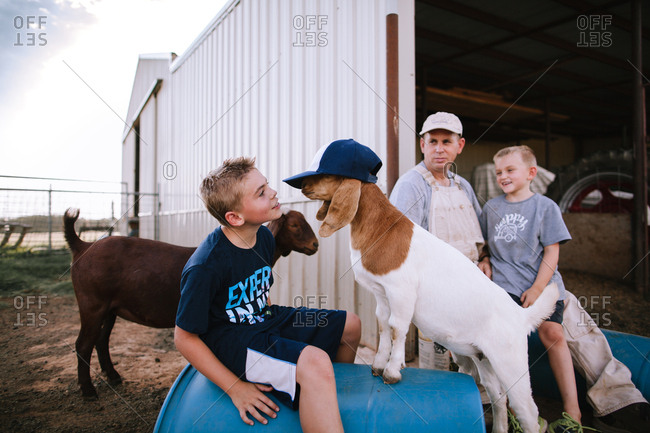 putting a hat on a goat