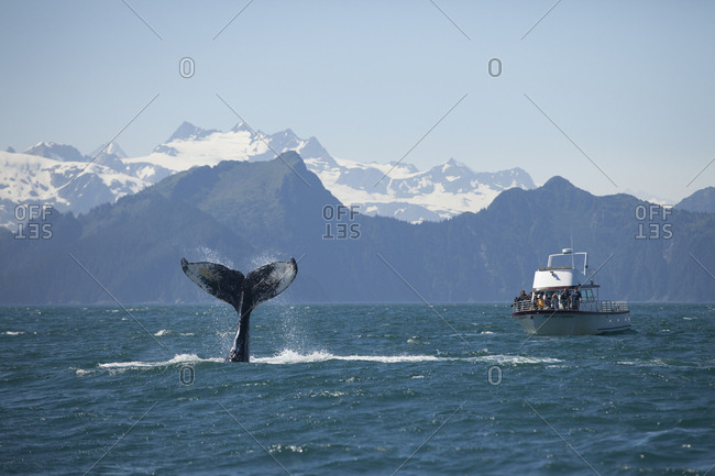 Kenai Fjords National Park, Alaska, USA - June 2016: Humpback whale tail peeks out from the ocean