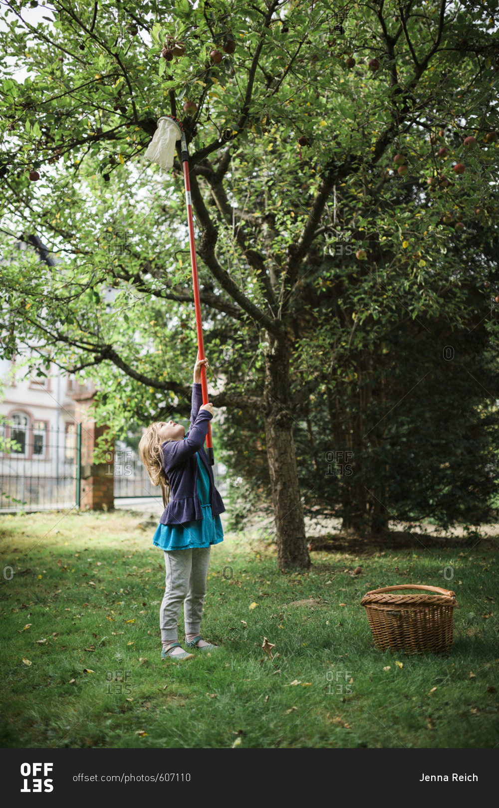 Girl using fruit picker on long pole to harvest apples from tree