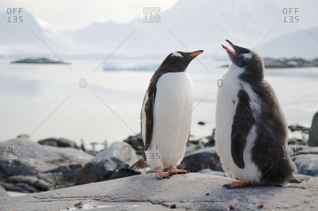 Gentoo penguins