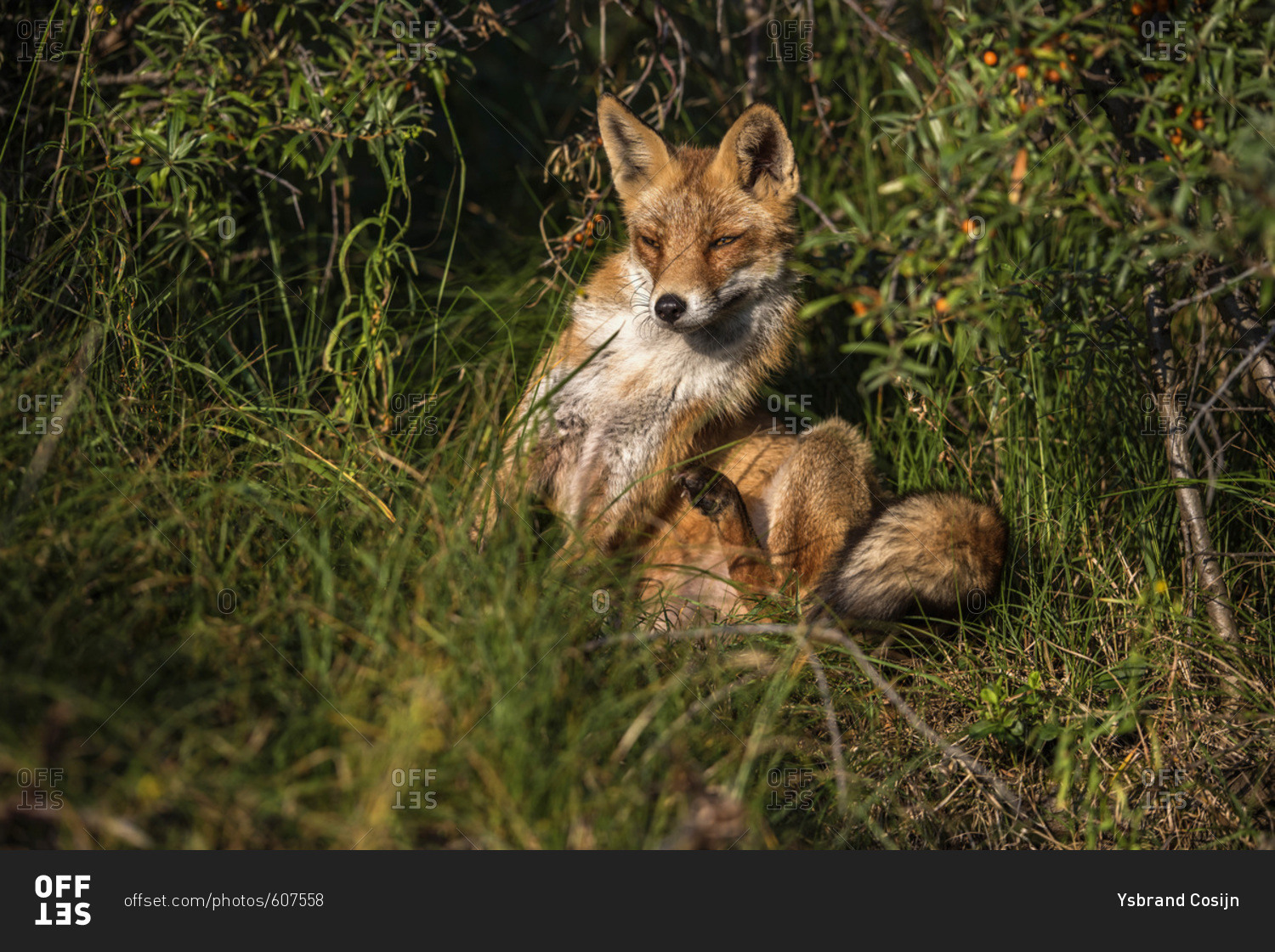 Red fox (vulpes vulpes) sitting in bushes in sunlight