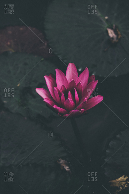 Purple water lily growing out of dark lily pads