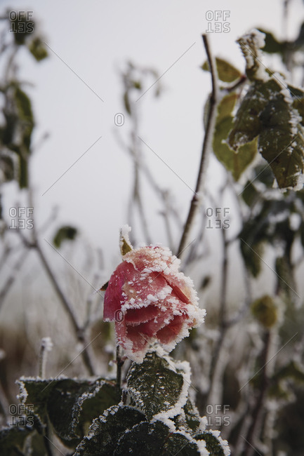 Snow covers a rose in bloom