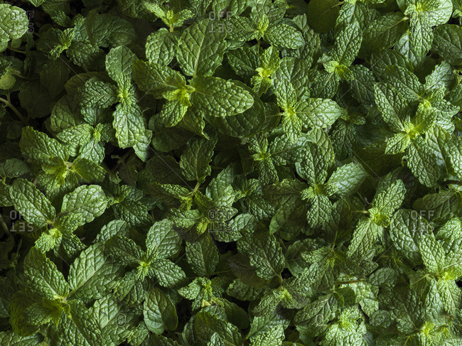 Full bleed shot of mint plants from above