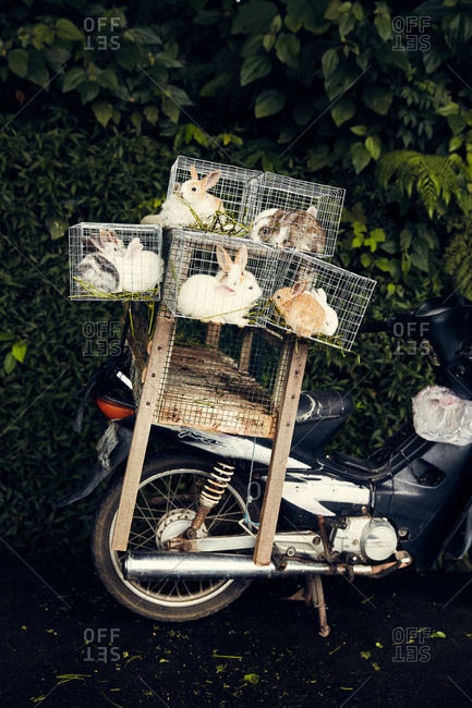 Bali, Indonesia - January 16, 2017: Rabbits in cages on the back of a motorbike