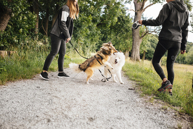 walking two dogs