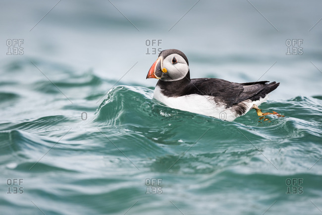 Puffin (Fratercula arctica) riding a small wave in North Haven on Skomer, Wales, United Kingdom, Europe