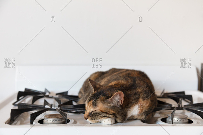 Cat asleep on a gas stovetop