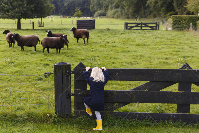 A young girl wearing yellow boots climbs up a fence to look at some sheep