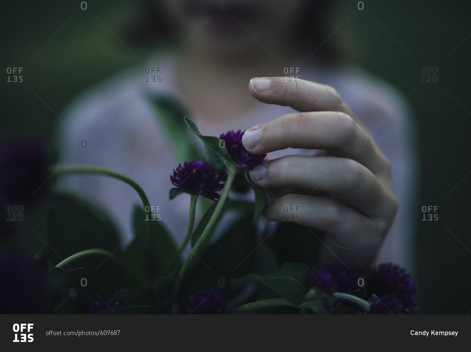 Child touching purple flower blossom